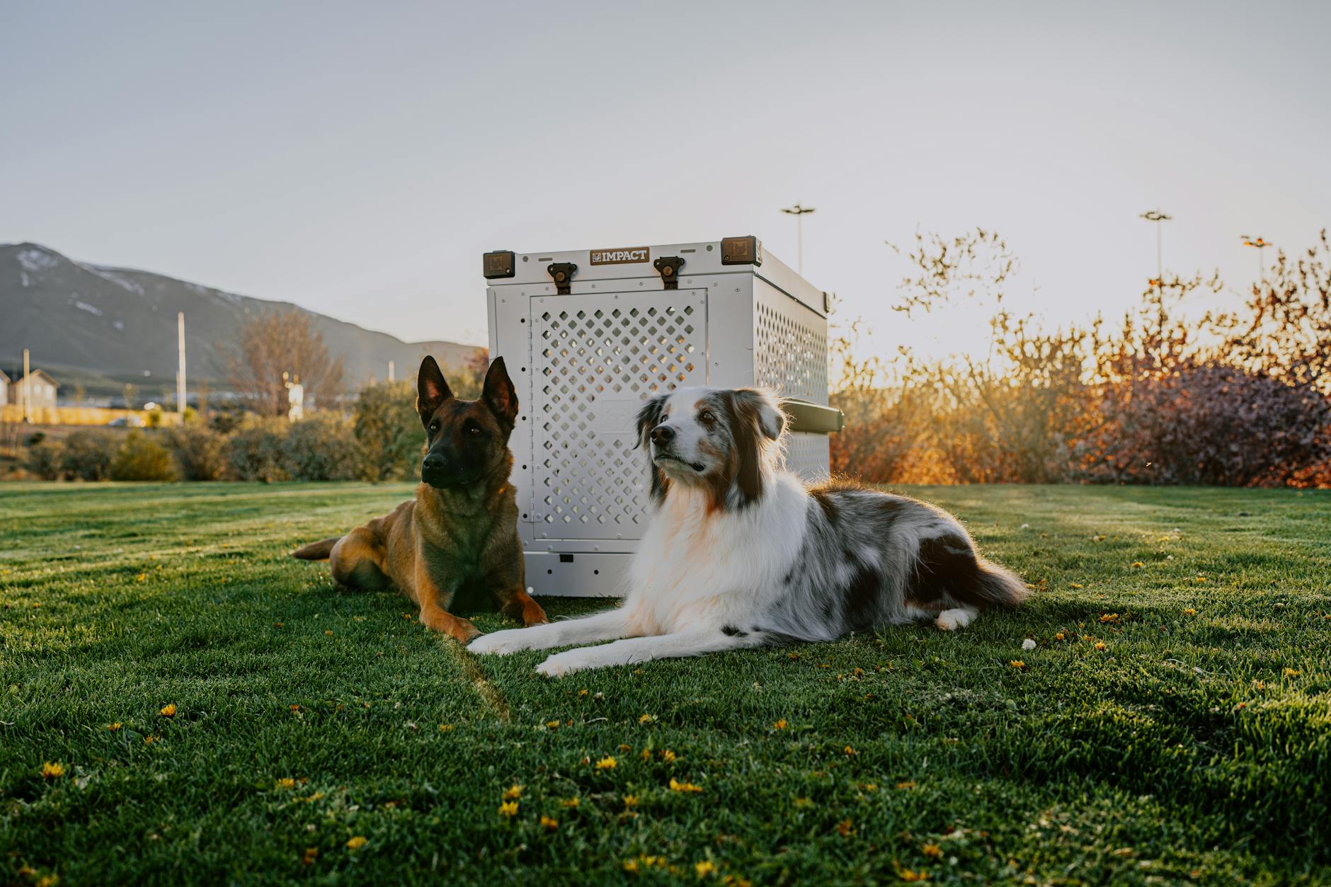 Pet Care and Baby Products