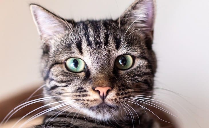 pet b