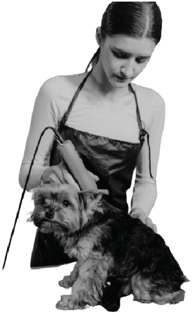 pet shaving